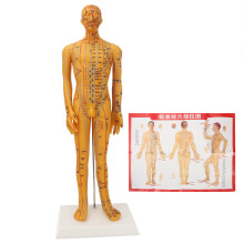 Gabhálas Áisiúil san áireamh Múnla Acupuncture, Tacaíonn Bonn Láidir le Suíomh Pointe Cruinn Greanadh Ardghléine do Ghairmithe