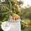 Telescopic Fruit Picker Tool with Soft Rubber Grip Claws, Lightweight Aluminum Head for  Branches 3