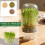Sprouting Jar Sprout Growing Mason Jar for Bean Sprout Grow 2