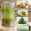 Sprouting Jar Sprout Growing Mason Jar for Bean Sprout Grow 7