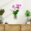 2Pcs Clear Hanging Plant Pots Wall Mounted Planter for Indoor Orchids 3