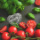 2Sets Transparent Plastic Heart Fruit Shaping Molds for Home Gardening 7