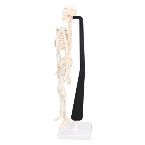 Mini Skeleton Model 42cm PVC White Detachable