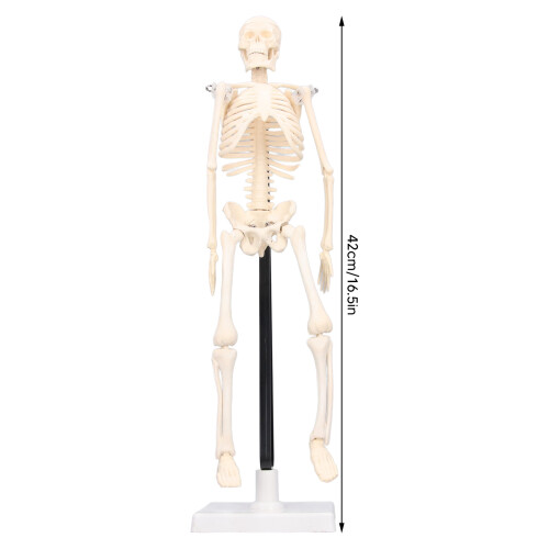 Mini Skeleton Model 42cm PVC White Detachable 1