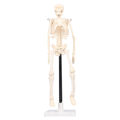 Mini Skeleton Model 42cm PVC White Detachable 2