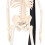 Mini Skeleton Model 42cm PVC White Detachable 10