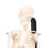 Mini Skeleton Model 42cm PVC White Detachable 12