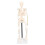 Mini Skeleton Model 42cm PVC White Detachable 14