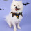 Halloween Cat Collar with Bells, Pumpkin Pattern 3