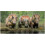 Prehistoric Planet: Ice Age (2025) Blu-ray 1080P BD 3
