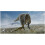 Prehistoric Planet: Ice Age (2025) Blu-ray 1080P BD 5