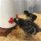 10 Pack Horizontal Side Mount Chicken Water Nipples, Automatic Poultry Watering System for Buckets 4