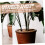 Self Watering Bulbs for Indoor Plants, Automatic Watering Globes with Consistent Moisture Control 2