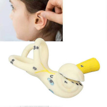 Ear Semicircular Canal Anatomical Model 5x Magnification Clear Structure Inner Ear Cochlea Model Ear Care Inner Ear Model - chuan