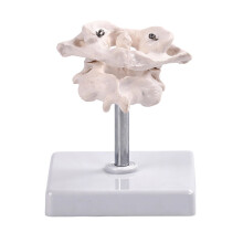 Occipital Bone Model For Training Orthopedic Practice Full