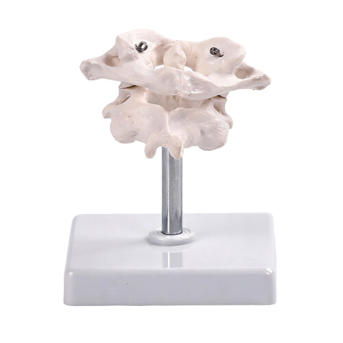 Occipital Bone Model For Training Orthopedic Practice Full