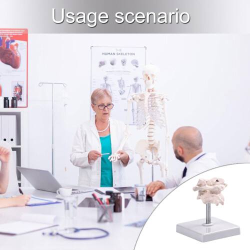 Occipital Bone Model For Training Orthopedic Practice Full 1
