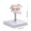 Occipital Bone Model For Training Orthopedic Practice Full 3