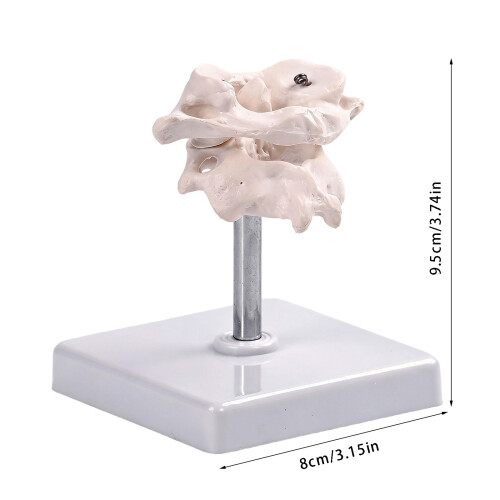 Occipital Bone Model For Training Orthopedic Practice Full 2