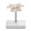 Occipital Bone Model For Training Orthopedic Practice Full 4
