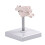 Occipital Bone Model For Training Orthopedic Practice Full 6
