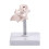 Occipital Bone Model For Training Orthopedic Practice Full 7