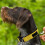 Actiaspet Neoprene Padded Collar Yellow Medium 3