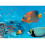 Hama Polarisations-Filter Circular Coated 67mm 4