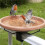 Bird Bath Copper Disk for Efficient Water Purification, Natural Algae Reduction and Easy Outdoor Bird Bath Maintenance 4
