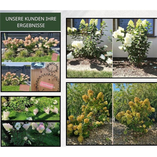5PCS Shrub Support,Freely Adjustable Circular Shrub Support - Ideal for Supporting Hydrangeas and Other Flowering Shrubs 2