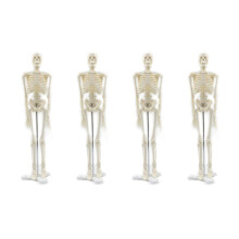 4pièces 45CM Anatomie Humaine Anatomie Modèle Squelette Affiche MéDicale Learn Aid Anatomie Modèle Squelette Humain