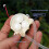 Micro Peristaltic Pump -  5V-6V Gear Motor Self-Priming Liquid Pump for DIY Projects 4