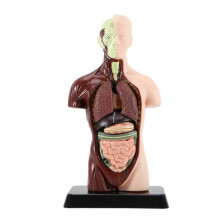 Human Body Model with 7 Removable Organ Models,Educational Organ Anatomy Model for Biological Science Learning