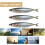 15 cm Swimbait Fishing Soft Baits 3D-Druckköder für-eine Packung 3