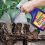Pestshield Advanced Weed Killer Spray 500ml 2
