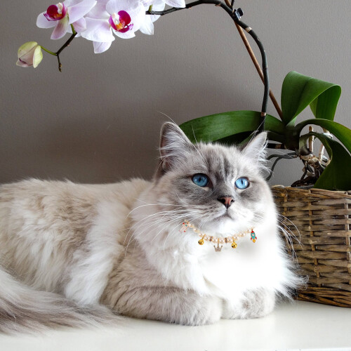 Lichtgewicht Plastic Kattenhalsband Verstelbaar Met 2