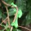 Plant Support Clips 5pcs 4.9x0.8x0.6in 9