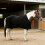 Housse de cheval en polaire épaisse pour plus de-Taille 130 3