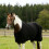 Housse de cheval en polaire épaisse pour plus de-Taille 130 5