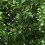 2Pcs Green Iron Vine Climbing Stand Practical Garden Plant Support 3