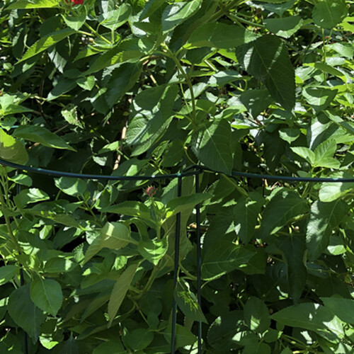 2Pcs Green Iron Vine Climbing Stand Practical Garden Plant Support 2