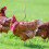 2Sets Pet Rooster Harness Pulling Rope Soft Fabric Chicken Leash Set 3