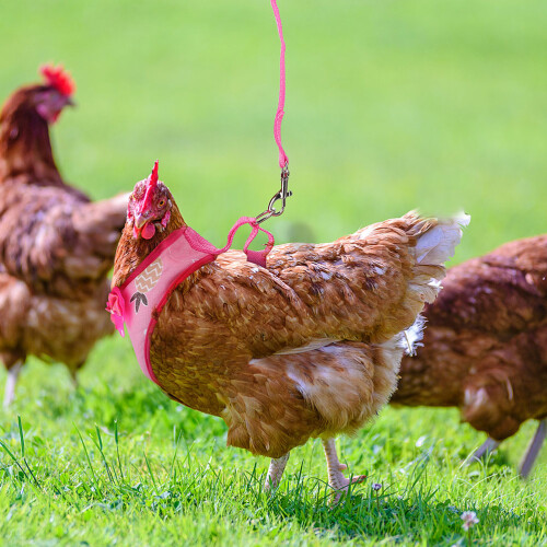 2Sets Pet Rooster Harness Pulling Rope Soft Fabric Chicken Leash Set 2