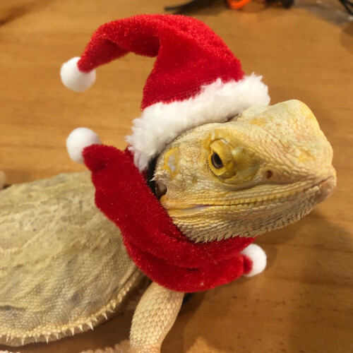 Model: Reptile Xmas Costume; Size Adjustable Set 1