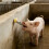 Automatic Horse Waterer Water Nipple Large Capacity for Cattle 2