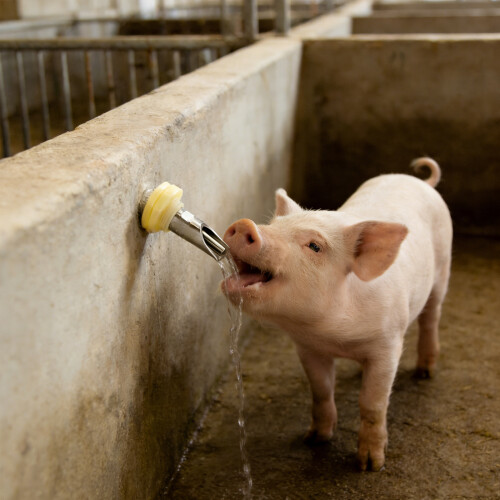 Automatic Horse Waterer Water Nipple Large Capacity for Cattle 1
