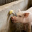 Automatic Horse Waterer Water Nipple Large Capacity for Cattle 4