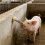 Automatic Horse Waterer Water Nipple Large Capacity for Cattle 5