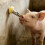 Automatic Horse Waterer Water Nipple Large Capacity for Cattle 7