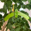 Professional Garden Support Shaper Tool For Tree Training-5 6